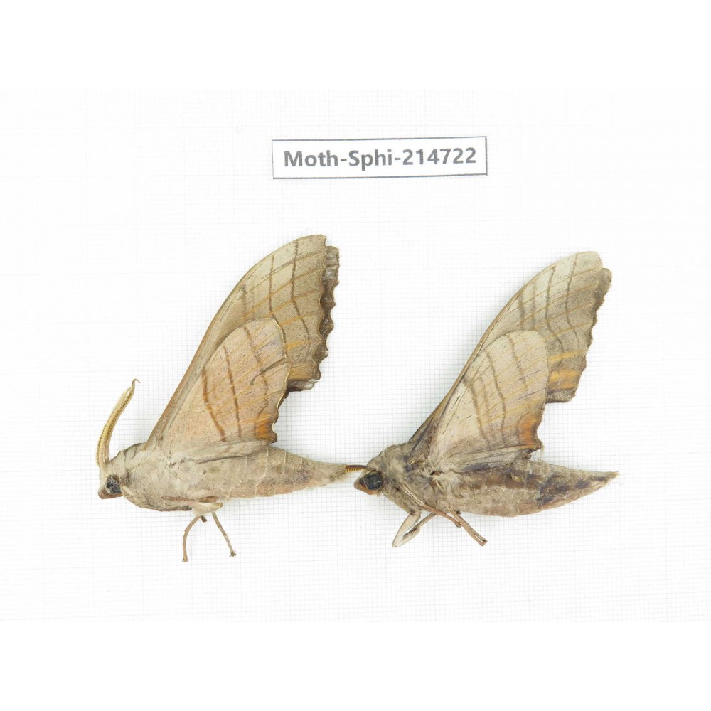 Sphingidae sp. China, Guizhou, Qiandongnan, Congjiang county.2Pcs. Moth-Sphi-214722.