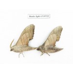 Sphingidae sp. China, Guizhou, Qiandongnan, Congjiang county.2Pcs. Moth-Sphi-214722.