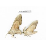 Sphingidae sp. China, Guizhou, Qiandongnan, Congjiang county.2Pcs. Moth-Sphi-214723.