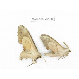 Sphingidae sp. China, Guizhou, Qiandongnan, Congjiang county.2Pcs. Moth-Sphi-214723.