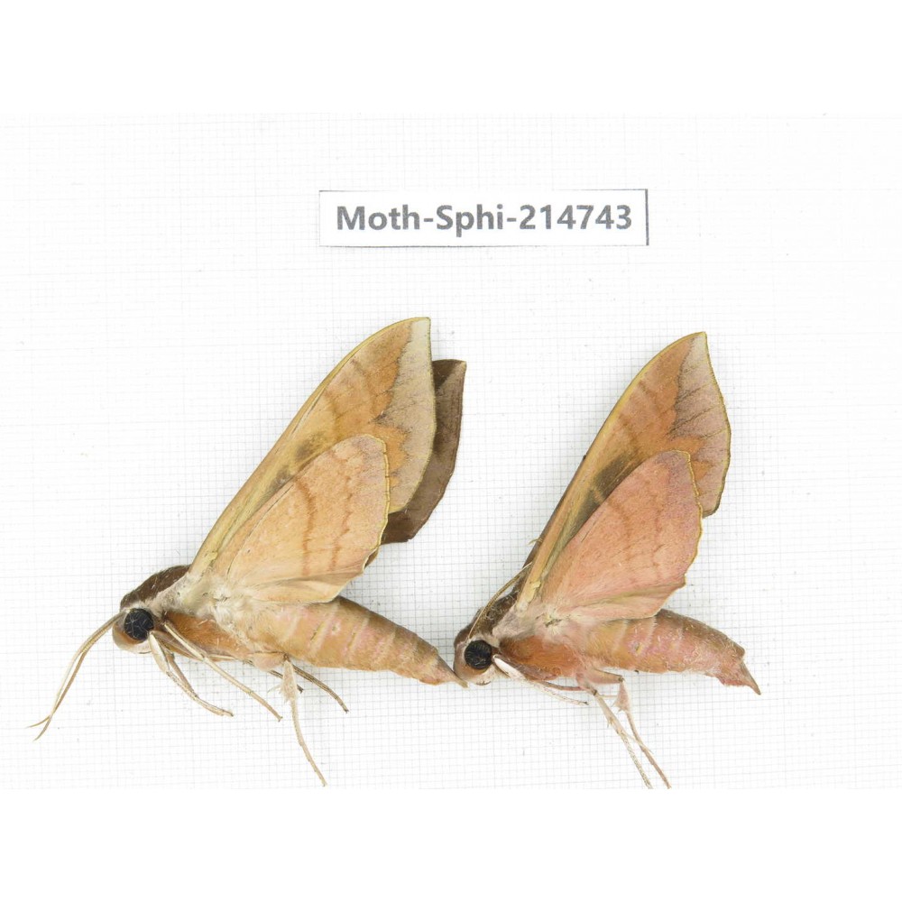 Sphingidae sp. China, Guizhou, Qiandongnan, Congjiang county.2Pcs. Moth-Sphi-214743.