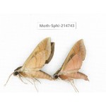 Sphingidae sp. China, Guizhou, Qiandongnan, Congjiang county.2Pcs. Moth-Sphi-214743.