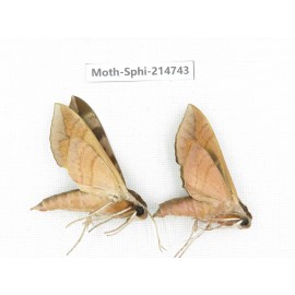 Sphingidae sp. China, Guizhou, Qiandongnan, Congjiang county.2Pcs. Moth-Sphi-214743.