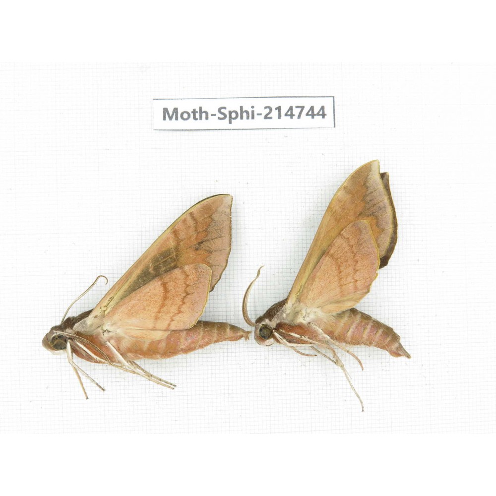 Sphingidae sp. China, Guizhou, Qiandongnan, Congjiang county.2Pcs. Moth-Sphi-214744.
