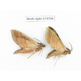Sphingidae sp. China, Guizhou, Qiandongnan, Congjiang county.2Pcs. Moth-Sphi-214744.