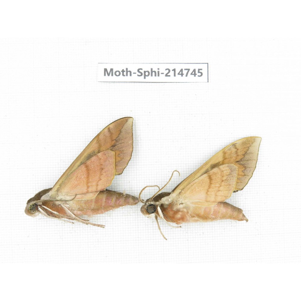 Sphingidae sp. China, Guizhou, Qiandongnan, Congjiang county.2Pcs. Moth-Sphi-214745.