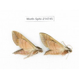 Sphingidae sp. China, Guizhou, Qiandongnan, Congjiang county.2Pcs. Moth-Sphi-214745.