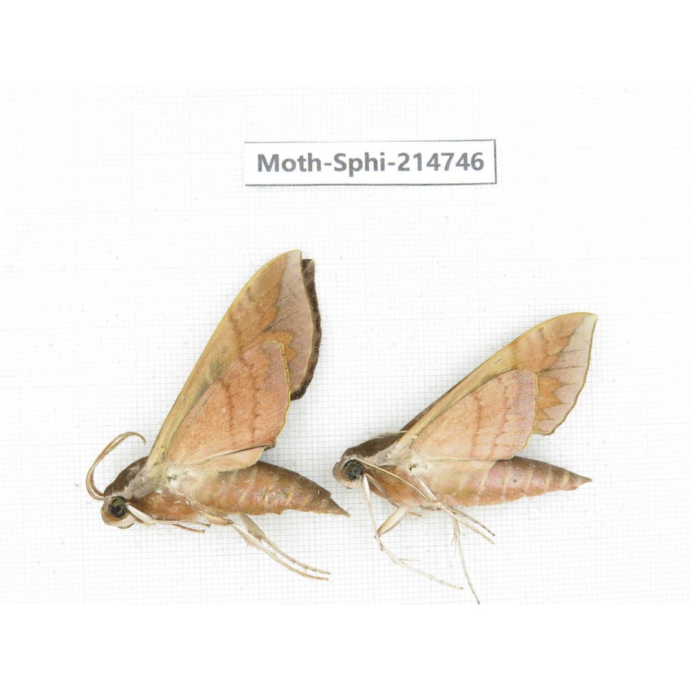 Sphingidae sp. China, Guizhou, Qiandongnan, Congjiang county.2Pcs. Moth-Sphi-214746.