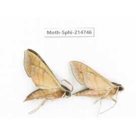 Sphingidae sp. China, Guizhou, Qiandongnan, Congjiang county.2Pcs. Moth-Sphi-214746.