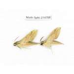 Sphingidae sp. China, Guizhou, Qiandongnan, Congjiang county.2Pcs. Moth-Sphi-214788.
