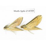 Sphingidae sp. China, Guizhou, Qiandongnan, Congjiang county.2Pcs. Moth-Sphi-214789.