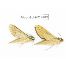 Sphingidae sp. China, Guizhou, Qiandongnan, Congjiang county.2Pcs. Moth-Sphi-214789.