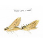 Sphingidae sp. China, Guizhou, Qiandongnan, Congjiang county.2Pcs. Moth-Sphi-214790.