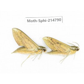 Sphingidae sp. China, Guizhou, Qiandongnan, Congjiang county.2Pcs. Moth-Sphi-214790.