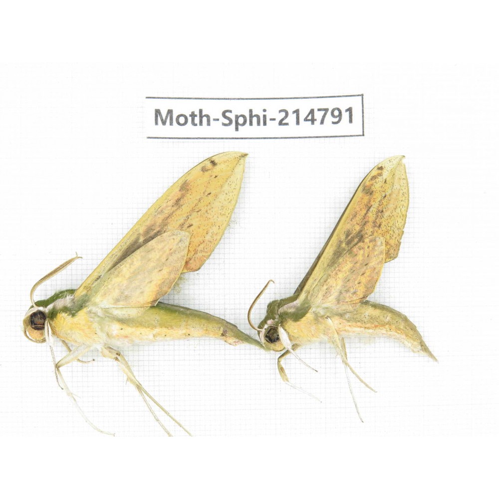 Sphingidae sp. China, Guizhou, Qiandongnan, Congjiang county.2Pcs. Moth-Sphi-214791.