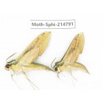 Sphingidae sp. China, Guizhou, Qiandongnan, Congjiang county.2Pcs. Moth-Sphi-214791.