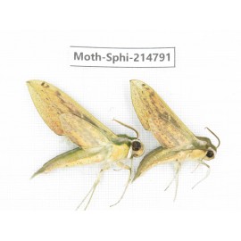 Sphingidae sp. China, Guizhou, Qiandongnan, Congjiang county.2Pcs. Moth-Sphi-214791.