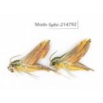 Sphingidae sp. China, Guizhou, Qiandongnan, Congjiang county.2Pcs. Moth-Sphi-214792.
