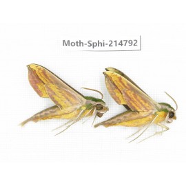 Sphingidae sp. China, Guizhou, Qiandongnan, Congjiang county.2Pcs. Moth-Sphi-214792.