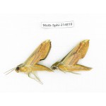 Sphingidae sp. China, Guizhou, Qiandongnan, Congjiang county.2Pcs. Moth-Sphi-214818.
