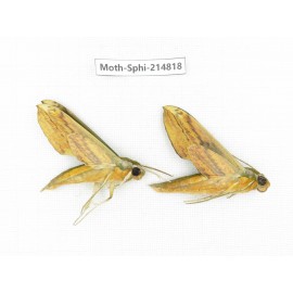 Sphingidae sp. China, Guizhou, Qiandongnan, Congjiang county.2Pcs. Moth-Sphi-214818.