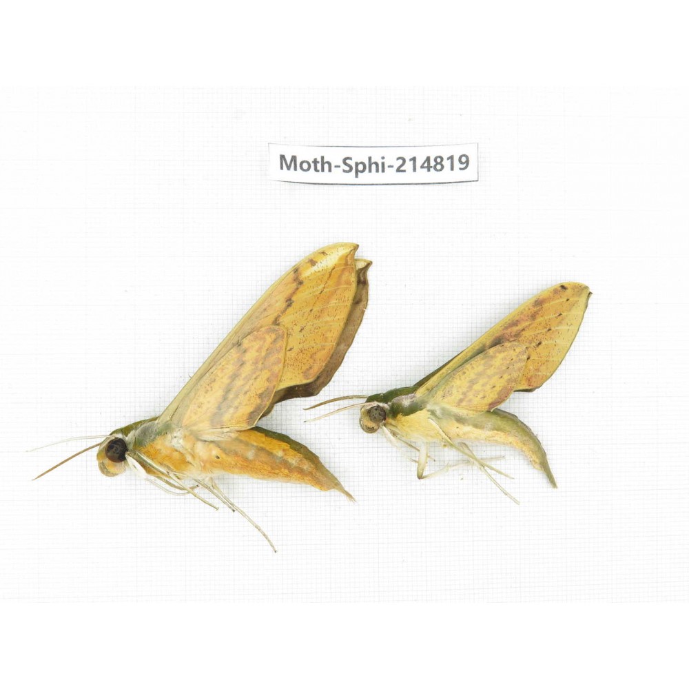 Sphingidae sp. China, Guizhou, Qiandongnan, Congjiang county.2Pcs. Moth-Sphi-214819.