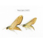 Sphingidae sp. China, Guizhou, Qiandongnan, Congjiang county.2Pcs. Moth-Sphi-214819.