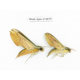 Sphingidae sp. China, Guizhou, Qiandongnan, Congjiang county.2Pcs. Moth-Sphi-214819.