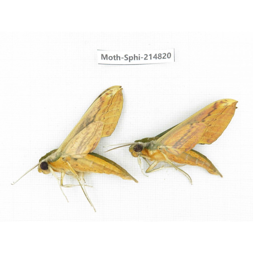 Sphingidae sp. China, Guizhou, Qiandongnan, Congjiang county.2Pcs. Moth-Sphi-214820.