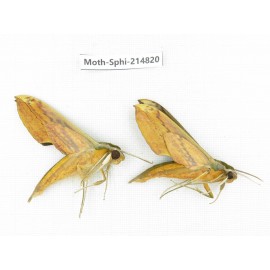 Sphingidae sp. China, Guizhou, Qiandongnan, Congjiang county.2Pcs. Moth-Sphi-214820.