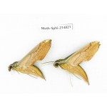 Sphingidae sp. China, Guizhou, Qiandongnan, Congjiang county.2Pcs. Moth-Sphi-214821.