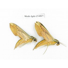Sphingidae sp. China, Guizhou, Qiandongnan, Congjiang county.2Pcs. Moth-Sphi-214821.