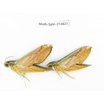 Sphingidae sp. China, Guizhou, Qiandongnan, Congjiang county.2Pcs. Moth-Sphi-214823.