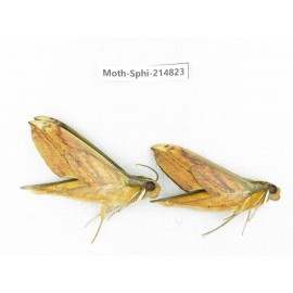 Sphingidae sp. China, Guizhou, Qiandongnan, Congjiang county.2Pcs. Moth-Sphi-214823.