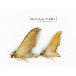 Sphingidae sp. China, Guizhou, Qiandongnan, Congjiang county.2Pcs. Moth-Sphi-214855.