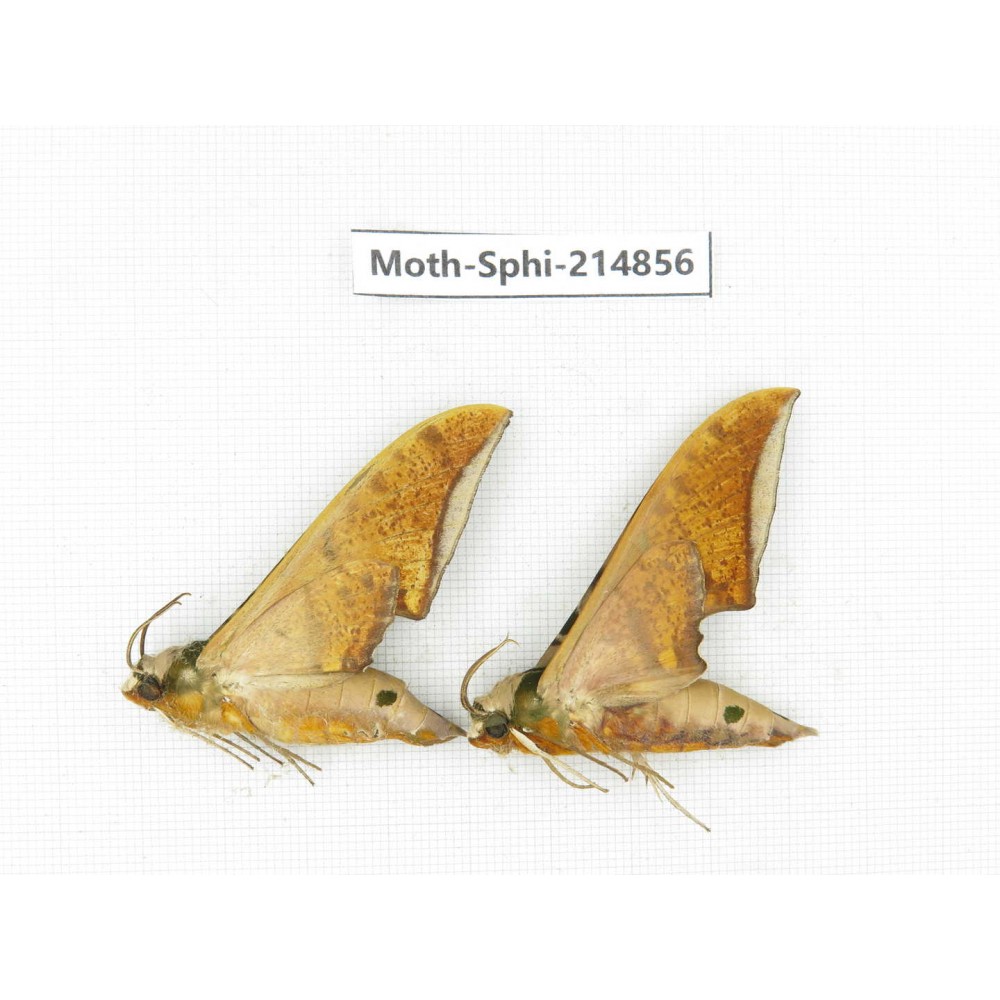 Sphingidae sp. China, Guizhou, Qiandongnan, Congjiang county.2Pcs. Moth-Sphi-214856.