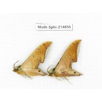Sphingidae sp. China, Guizhou, Qiandongnan, Congjiang county.2Pcs. Moth-Sphi-214856.