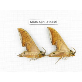 Sphingidae sp. China, Guizhou, Qiandongnan, Congjiang county.2Pcs. Moth-Sphi-214856.