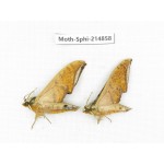 Sphingidae sp. China, Guizhou, Qiandongnan, Congjiang county.2Pcs. Moth-Sphi-214858.