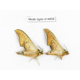 Sphingidae sp. China, Guizhou, Qiandongnan, Congjiang county.2Pcs. Moth-Sphi-214858.