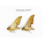 Sphingidae sp. China, Guizhou, Qiandongnan, Congjiang county.2Pcs. Moth-Sphi-214859.