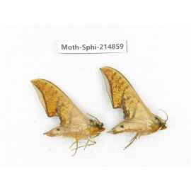 Sphingidae sp. China, Guizhou, Qiandongnan, Congjiang county.2Pcs. Moth-Sphi-214859.