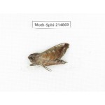 Sphingidae sp. China, Guizhou, Qiandongnan, Congjiang county.1Pcs. Moth-Sphi-214869.
