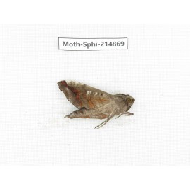 Sphingidae sp. China, Guizhou, Qiandongnan, Congjiang county.1Pcs. Moth-Sphi-214869.