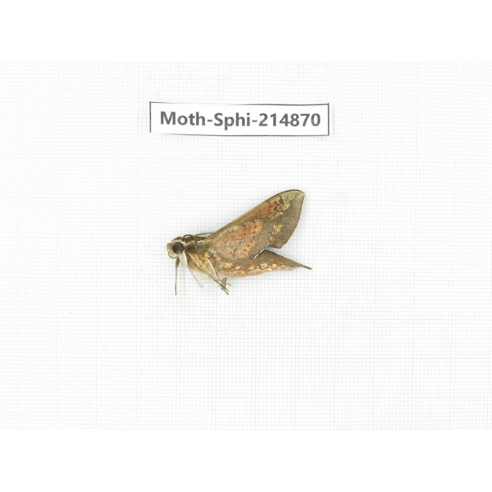 Sphingidae sp. China, Guizhou, Qiandongnan, Congjiang county.1Pcs. Moth-Sphi-214870.