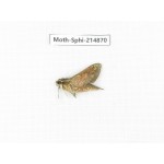 Sphingidae sp. China, Guizhou, Qiandongnan, Congjiang county.1Pcs. Moth-Sphi-214870.
