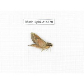 Sphingidae sp. China, Guizhou, Qiandongnan, Congjiang county.1Pcs. Moth-Sphi-214870.