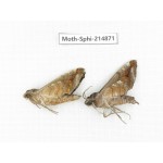 Sphingidae sp. China, Guizhou, Qiandongnan, Congjiang county.2Pcs. Moth-Sphi-214871.