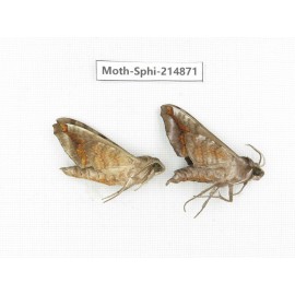 Sphingidae sp. China, Guizhou, Qiandongnan, Congjiang county.2Pcs. Moth-Sphi-214871.