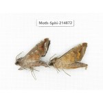 Sphingidae sp. China, Guizhou, Qiandongnan, Congjiang county.2Pcs. Moth-Sphi-214872.